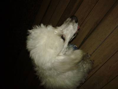 Animal encontrado no bairro Operária Nova