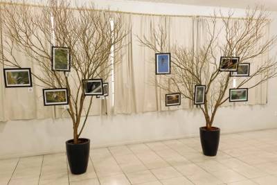 Centro Cultural Pedro Dal Toé recebe exposição fotográfica 'Aves de Morro Grande'