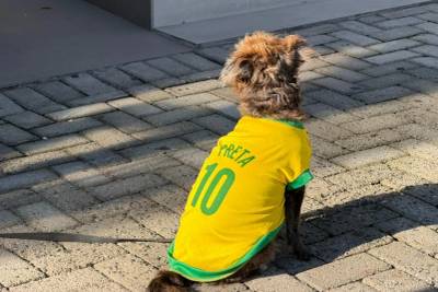 Cãominhada promove conscientização sobre bem-estar animal neste sábado em Cocal do Sul