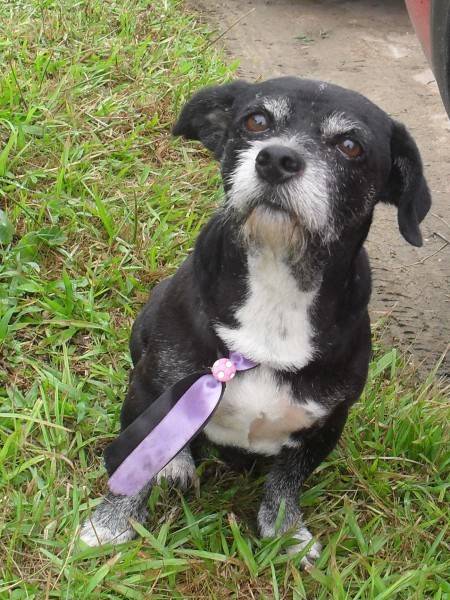Animal encontrado no bairro Acesso Zona Sul Rincao
