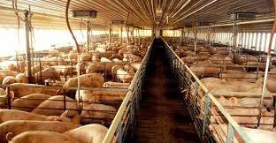 China: Epidemia coloca pressão sobre oferta e preços da carne suína