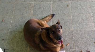 Animal encontrado no bairro Ana Maria