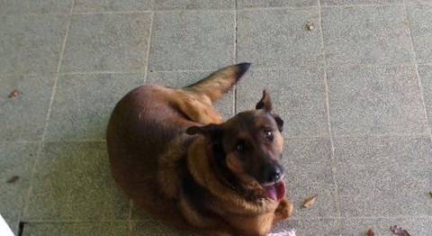 Animal encontrado no bairro Ana Maria