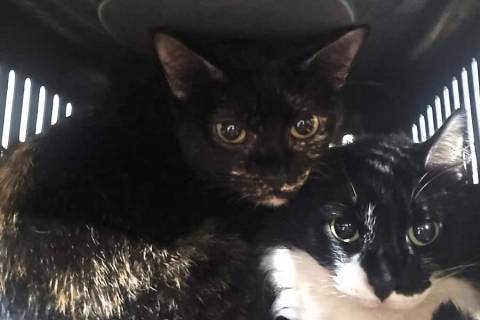 ONG Quero Adotar realiza resgate emergencial de gatos após família ser despejada e pede apoio da comunidade