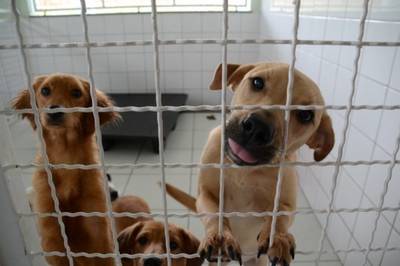 Nações Shopping recebe Feira de Adoção de cães e gatos 