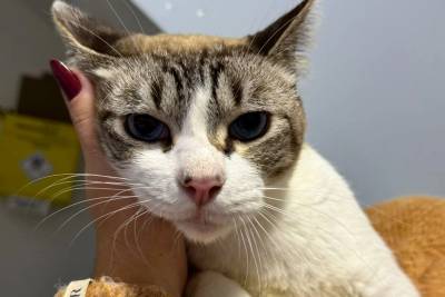 Após resgate emergencial de gatos, ONG Quero Adotar realiza feira de adoção neste sábado