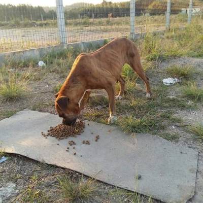 Animal para doação - Boxer