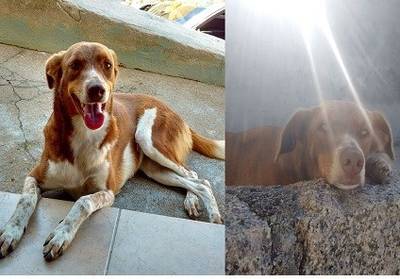Animal para doação - Luna