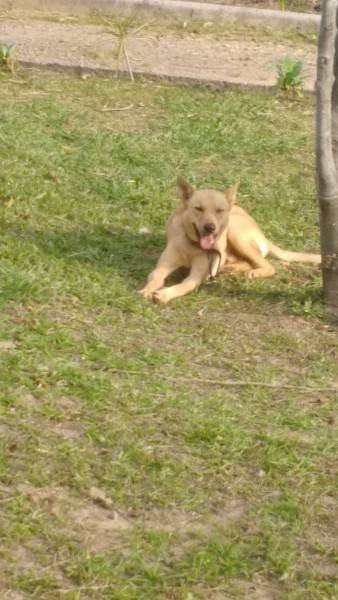 Animal para doação - Dieck