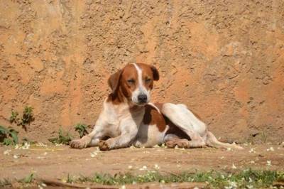 Abandono animal: Nubea reforça importância das denúncias em Criciúma