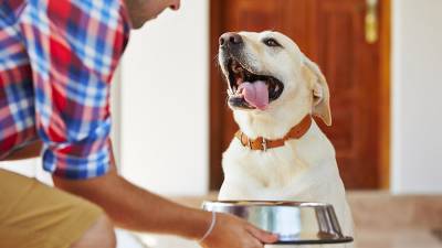 A rotina ideal para o cãozinho