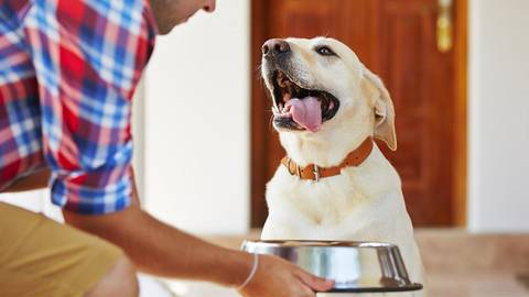 A rotina ideal para o cãozinho