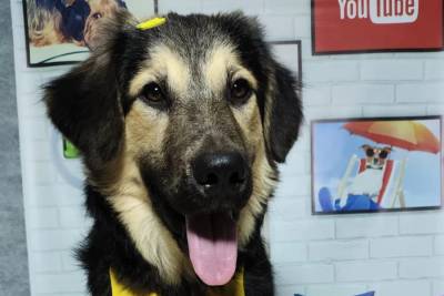 Cachorro para adoação