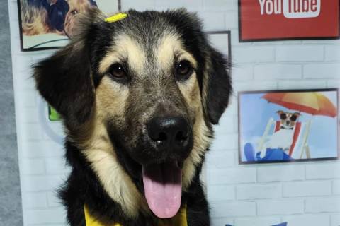 Cachorro para adoação