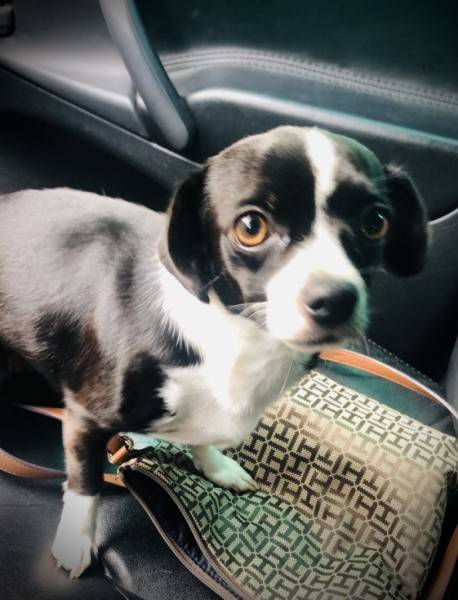 Animal encontrado no bairro Ana Maria 