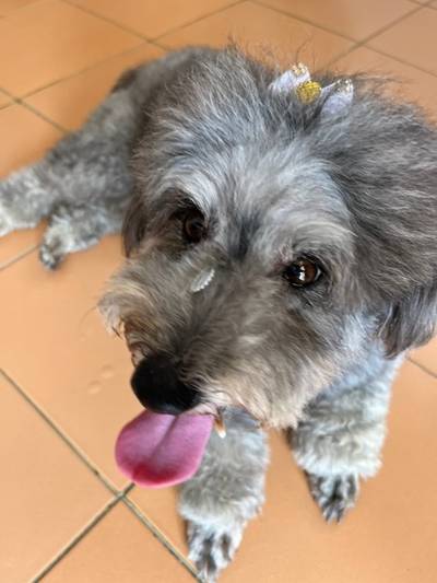 Família encontra cachorra em Balneário Rincão e busca por dono 