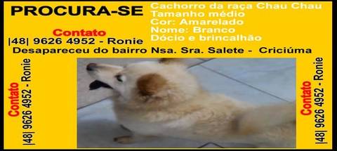 Procura-se Branco