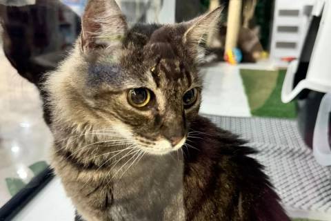 ONG Quero Adotar realiza feiras de adoção neste sábado para ampliar chances de adoção a gatos resgatados