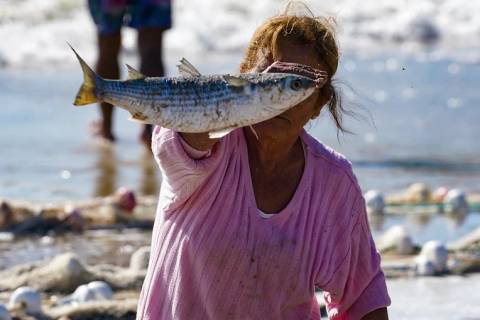Pesca da tainha: colônias do Sul de SC lamentam ampliação da cota apenas para o Litoral Norte