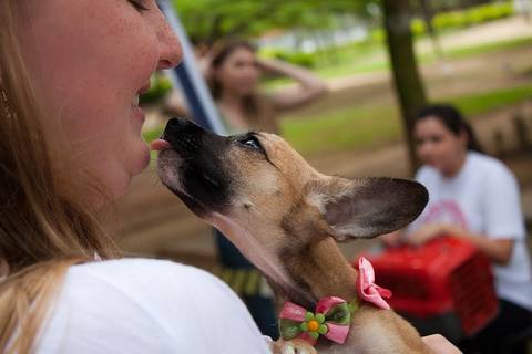 Ong Amigo Bicho promove primeira feira de adoção de 2015 neste sábado