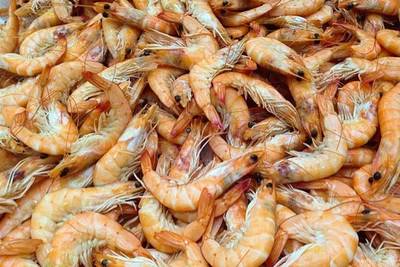 Atrativos mas perigosos: frutos do mar sem cuidados sanitários são barrados pelo TJ