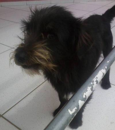 Animal para doação - Toby