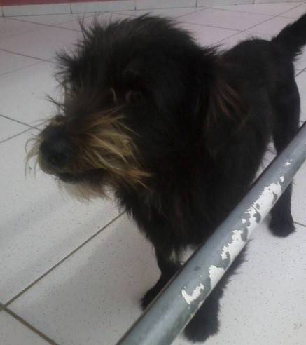 Animal para doação - Toby