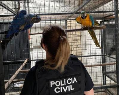 Polícia Civil deflagra a Operação Bioma em combate ao tráfico de animais silvestres em SC