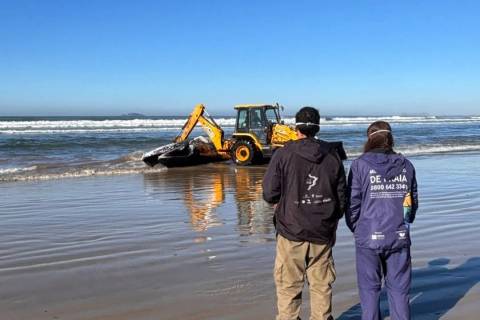 Baleia-jubarte é encontrada sem vida na Praia da Vila, em Imbituba