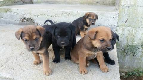 Animal para doação - Sem Nome Ainda