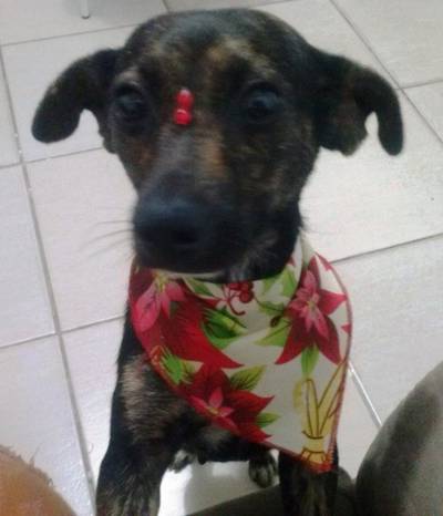 Animal encontrado no bairro Universitário, Próximo A Unesc