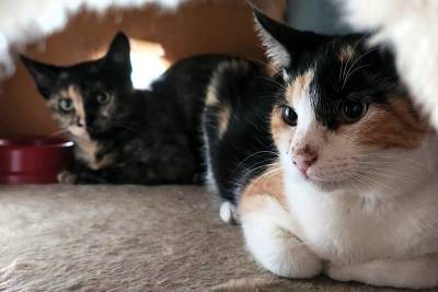 No Agosto Caramelo, o alerta: maus-tratos contra animais vão além da agressão