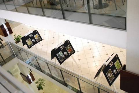 Árvores Nativas pode ser visitada no Shopping Della