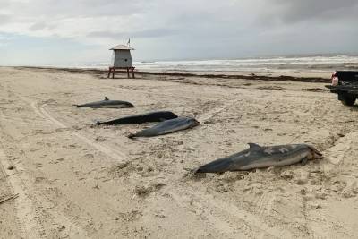 Golfinhos-de-Fraser são encontrados mortos em praia do Sul catarinense; veja fotos e vídeos