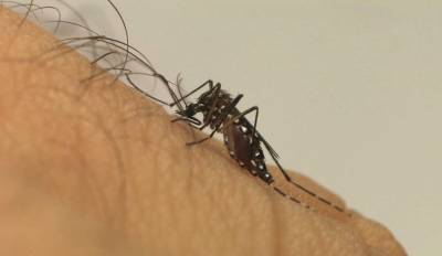 Brasil atinge 1,6 mil mortes confirmadas por dengue