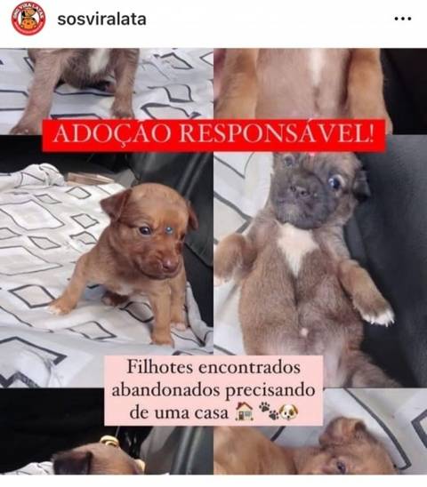 Animal para doação - Filhotes 