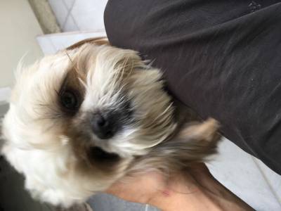 Procura-se Teddy