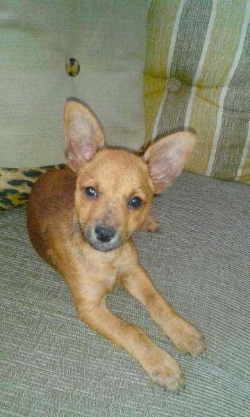 Animal para doação - Amendoim
