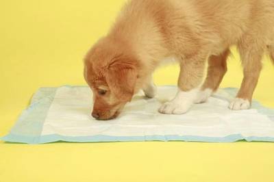 Como escolher o local das necessidades do meu pet?