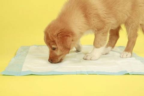 Como escolher o local das necessidades do meu pet?