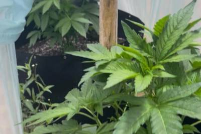 Polícia Civil localiza estufa e apreende oito pés de maconha em Lauro Müller