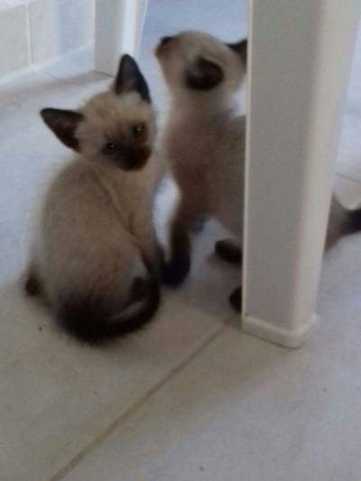 Animal para doação - Gatinhos  Para Adoção