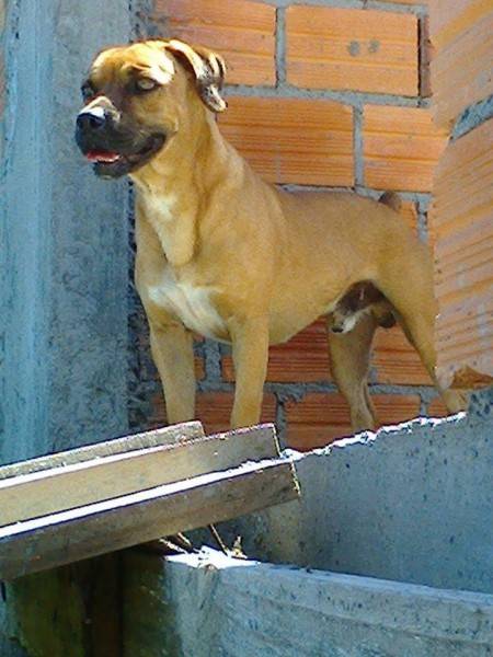 Procura-se Dug