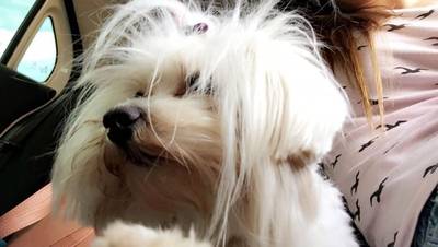 Procura-se Polly