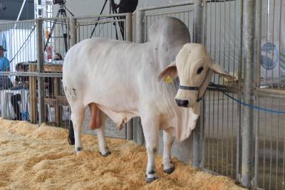 AgroPonte: julgamento de bovinos da raça Zebuína Brahman ocorre nesta sexta-feira