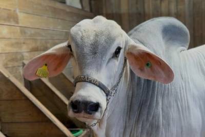 Com previsão de tempo firme, Festa do Agricultor de Lauro Müller começa nesta quinta-feira