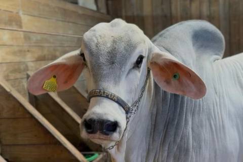 Com previsão de tempo firme, Festa do Agricultor de Lauro Müller começa nesta quinta-feira