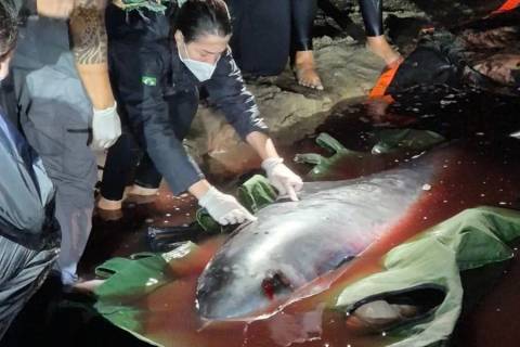Morre cachalote-anão que encalhou na praia de Morro dos Conventos