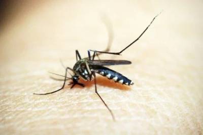Criciúma soma 61 focos do Aedes aegypti; previsão é que número supere o registrado em 2025