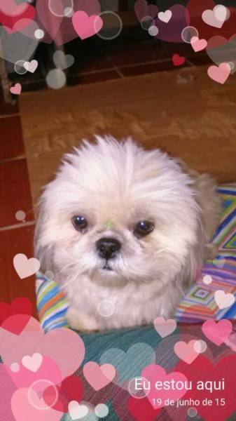Procura-se Polly